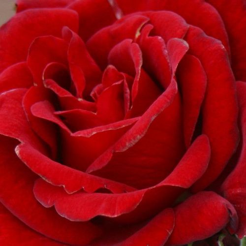 Rosa Love Knot - trandafir cu parfum discret - Trandafir copac cu trunchi înalt - cu flori în buchet - roșu - Christopher H. Warner - coroană curgătoare - ,-